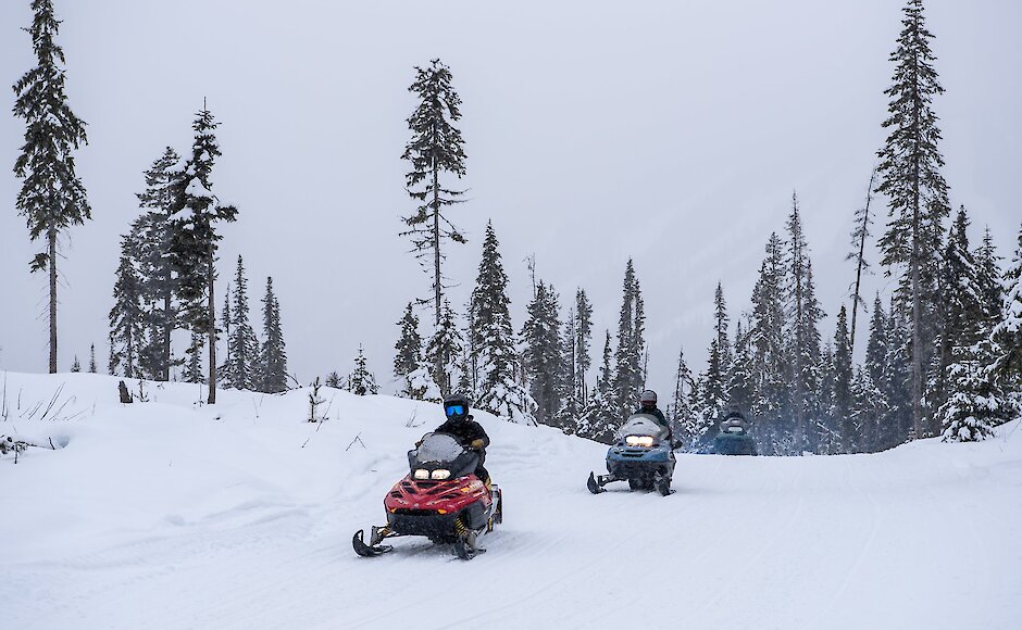 Group of snowmobilers riding through the powdery snow with Mountain Man Adventure Tours in Sun Peaks, BC