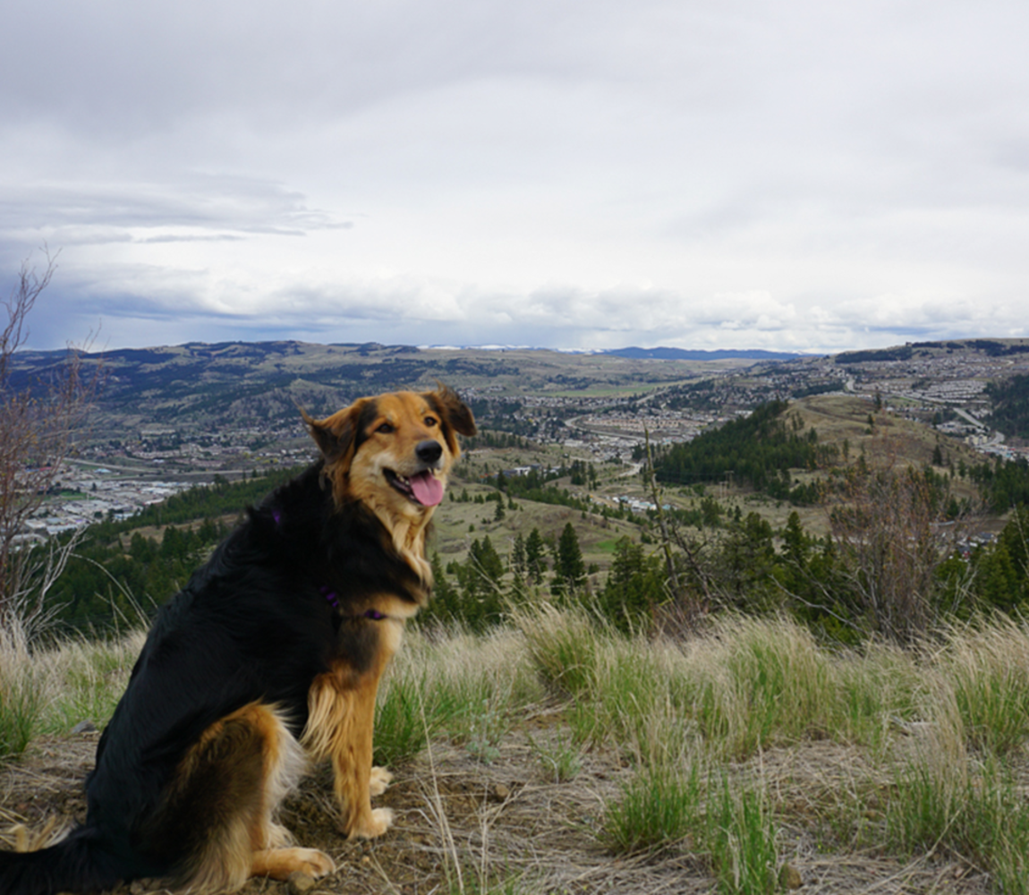 Tower Trail Dog Friendly Hike