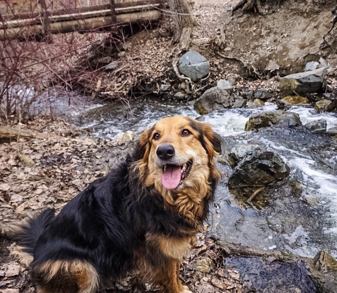 Dog-Friendly Hikes Blog