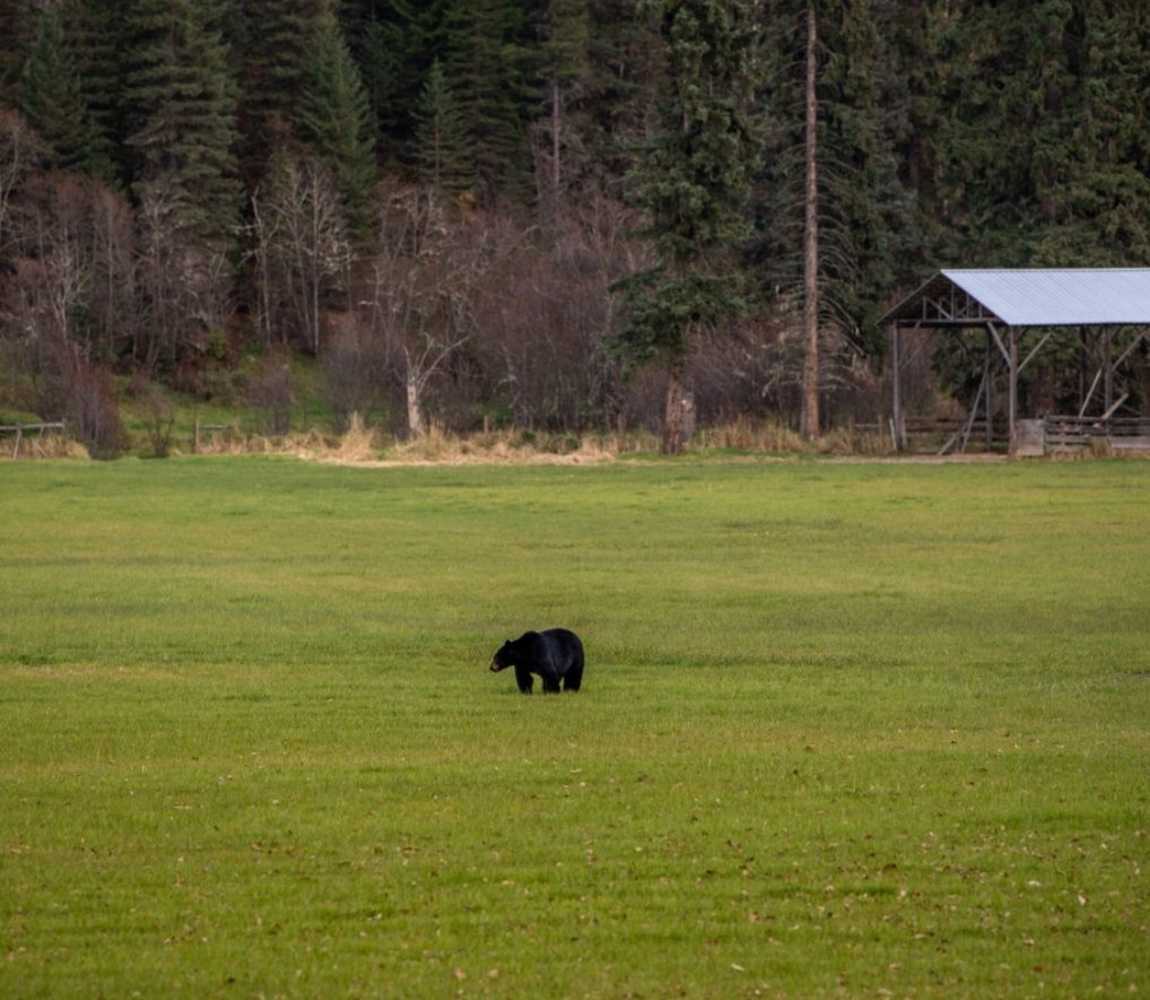 Wildlife Watching Bears in Wells gray Provincial Park