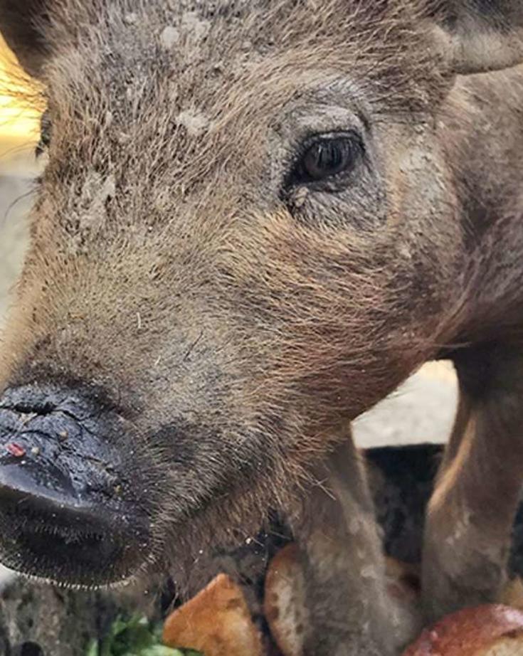 Monte Creek Ranch's pigs eat scraps to ensure no food waste.