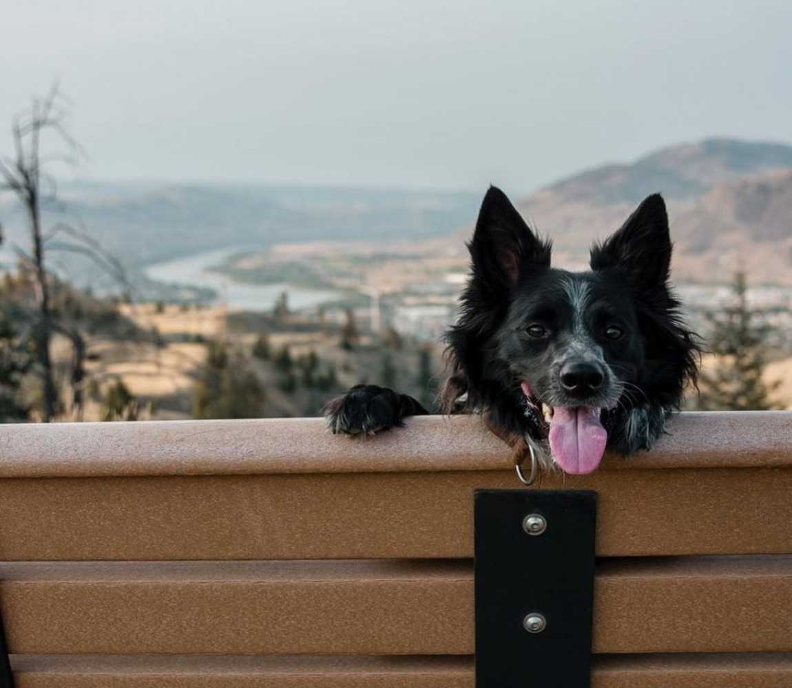 a dog with tongue out sitting on a bench with a view in the background