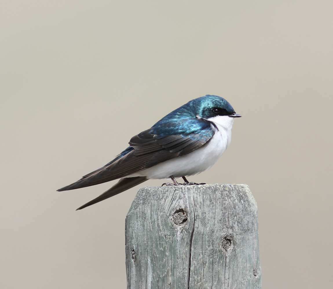 Tree Swallow in Kamloops