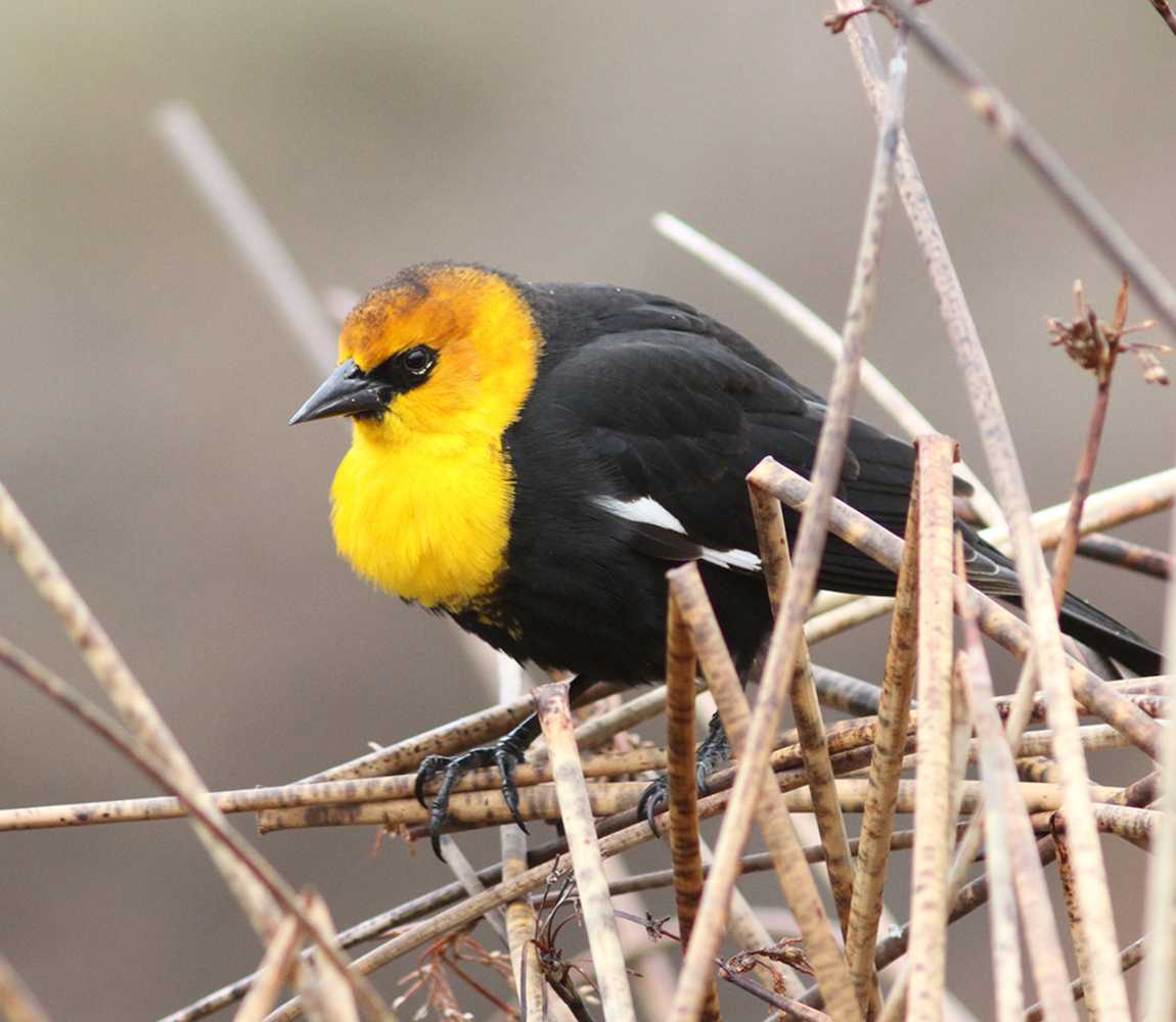 Yellow-headed Blackbird in Kamloops
