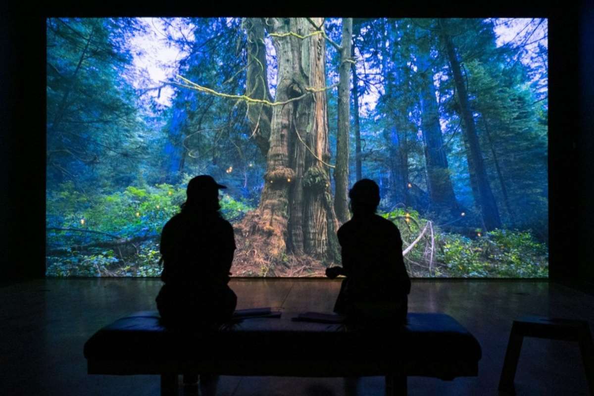 Couple sitting in front of a large projection on a wall of a rainforest. Part of a new exhibit at the Kamloops Art Gallery