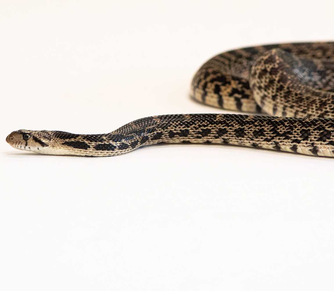 Gopher Snake at BC Wildlife Park