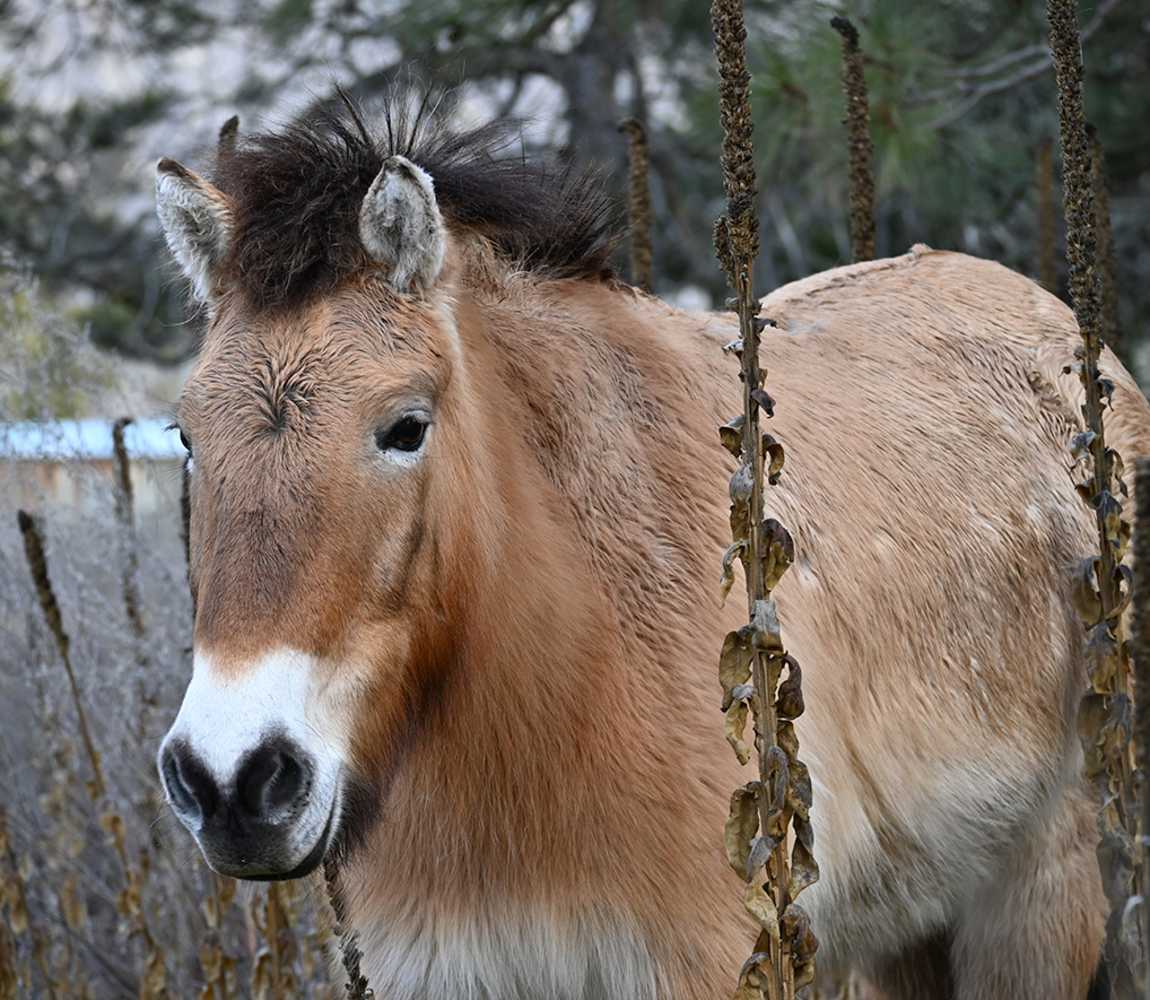 Przewalski horse at BC Wildlife Park