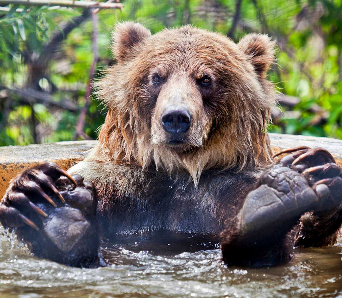 Grizzly Bear lounging at the BC Wildlife Park