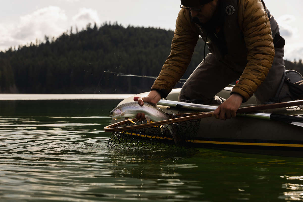 fisherman pulling a rainbow trout from a net in a lake in Kamloops, BC.