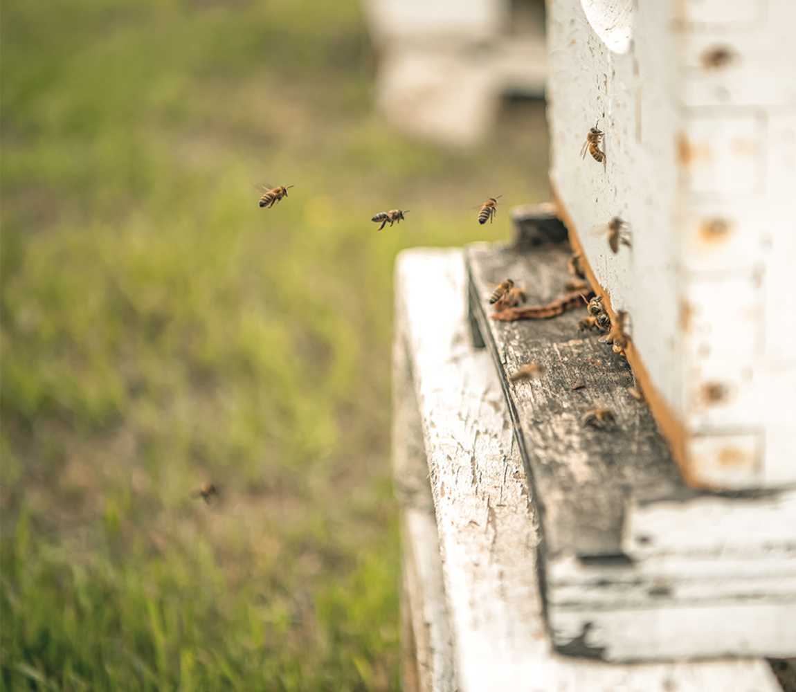 Bees at Monte Creek Ranch Winery