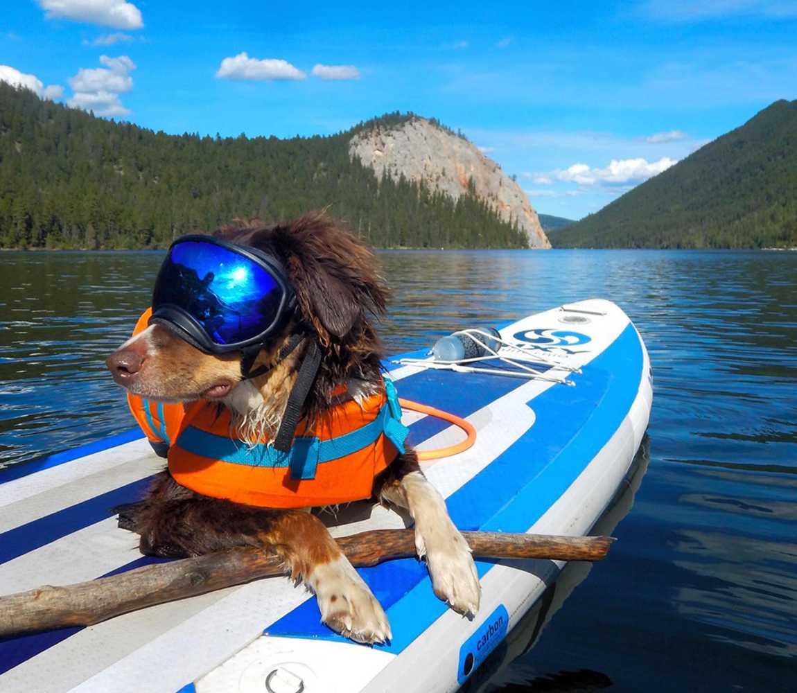 dog wearing goggles and life jacket on a stand up paddleboard