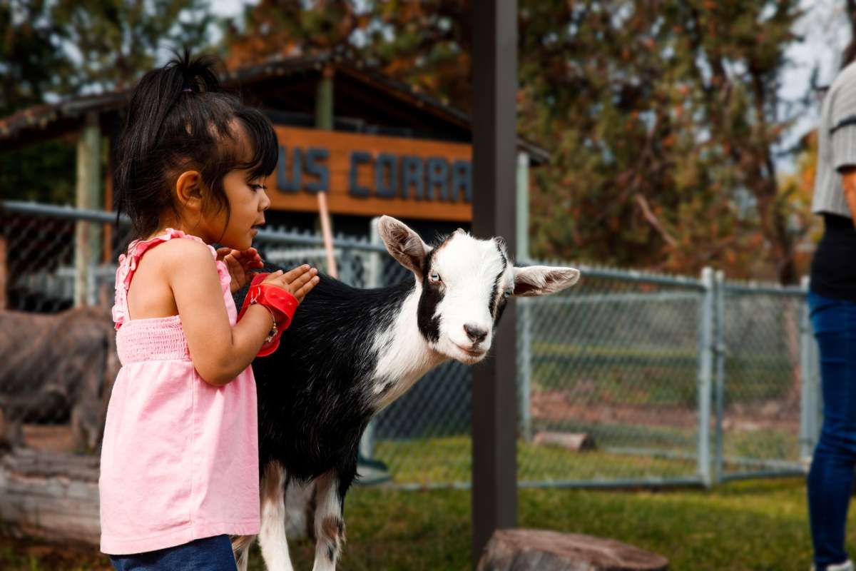 A girl grooming at goat from the Home Hardware Family Farm at the BC Wildlife Park in Kamloops, BC.