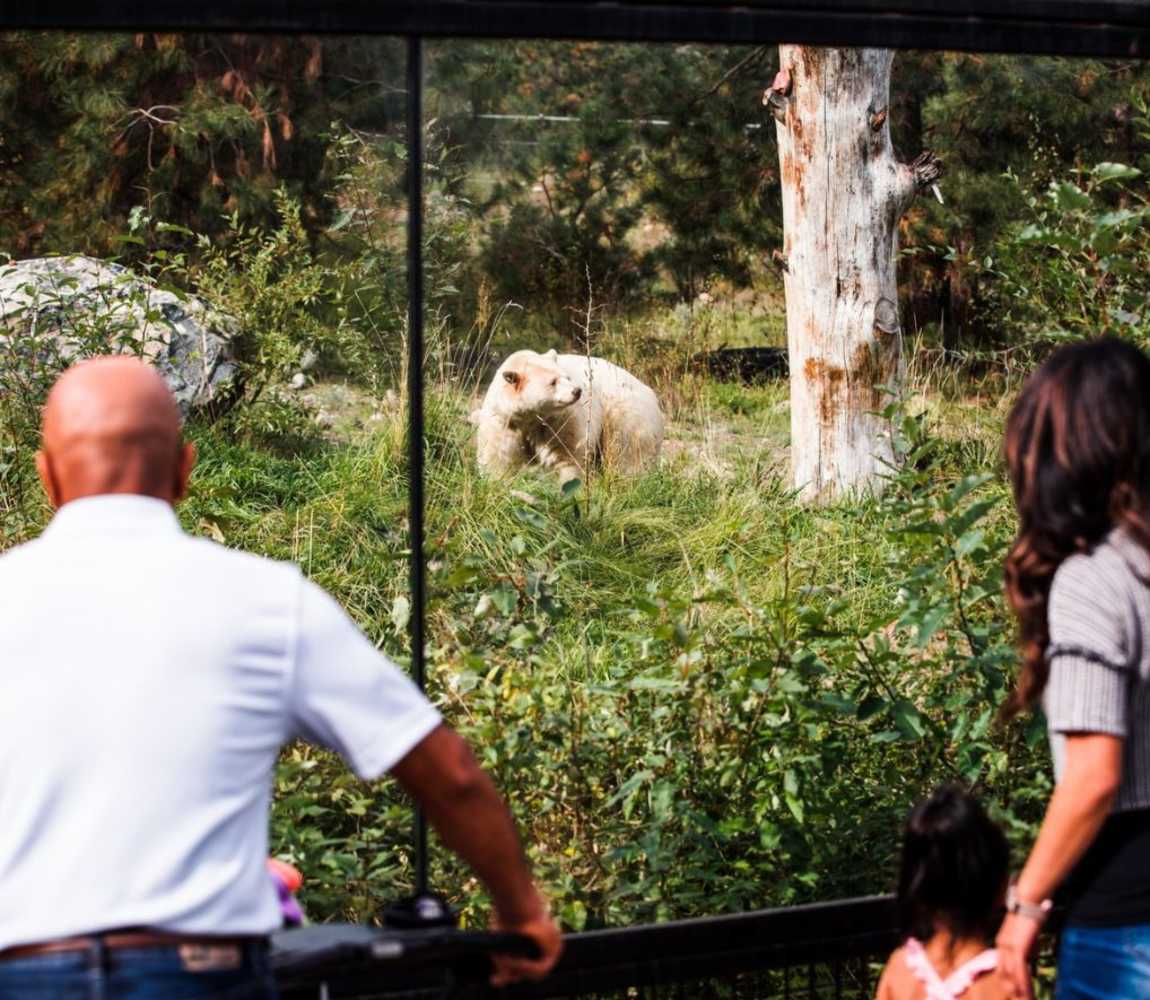 Clover the white black bear at the bc wildlife park