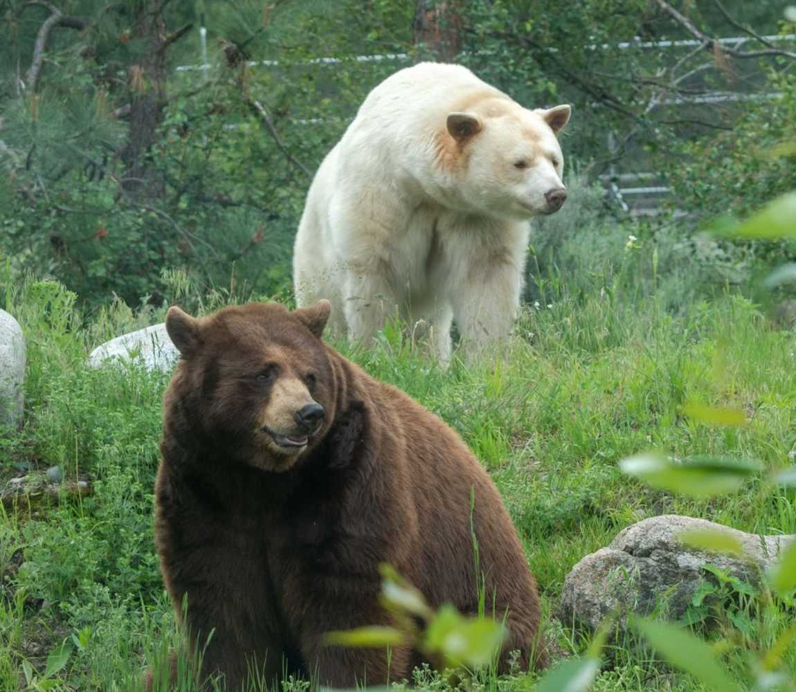 Clover the white black bear at the bc wildlife park