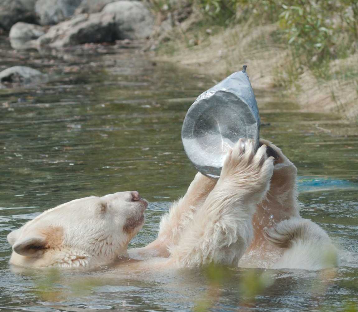 Clover the bear and pot