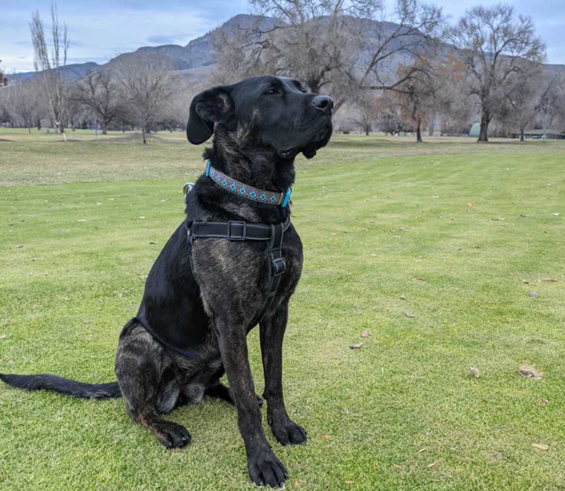 Cora, dog of Kamloops Golf & Country Club