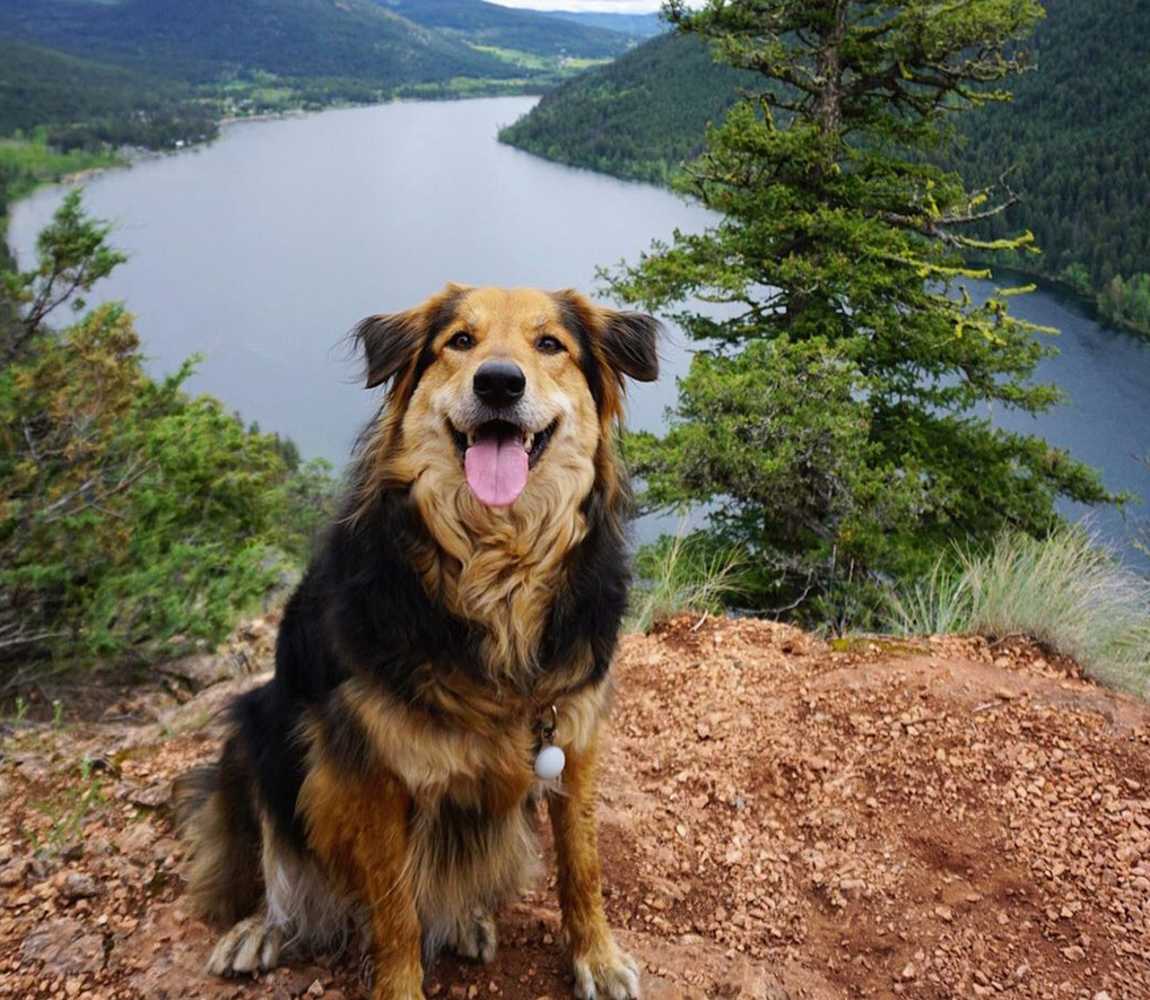 Justyna, dog of Hike Kamloops