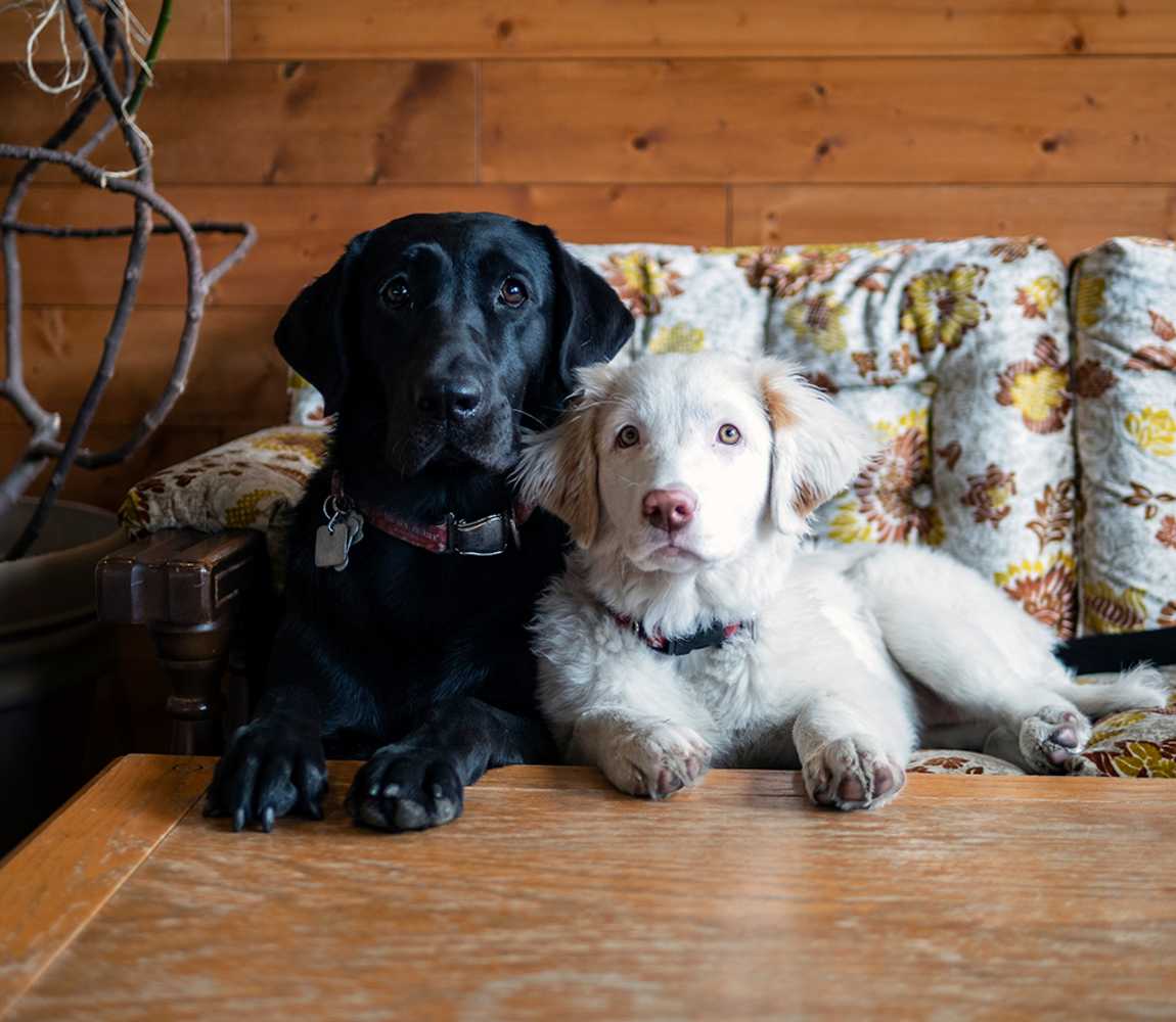 Diana and Fidelle, dogs of Red Collar Brewing