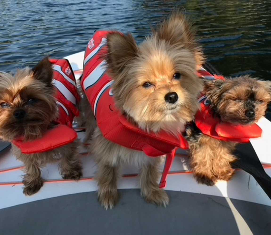 Dogs stand up paddleboarding at Paddle Surfit