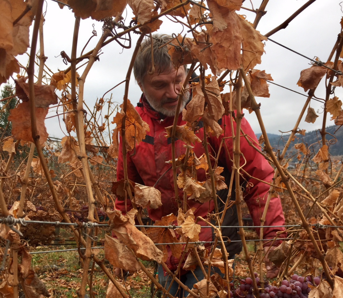 Winemaker, Doug Wood, tending to the vineyards at Sagewood Winery