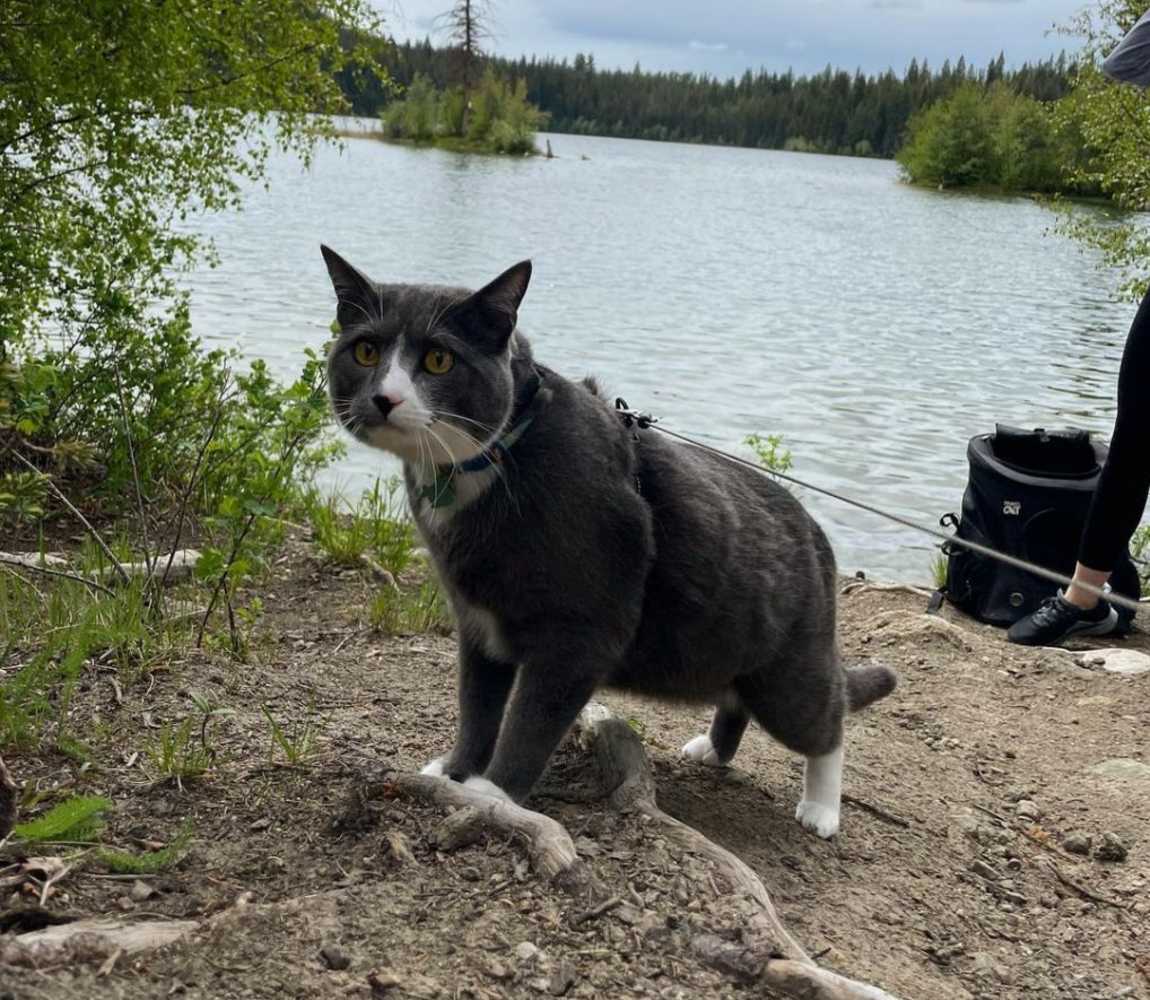 Obi the cat - McConnell Lake