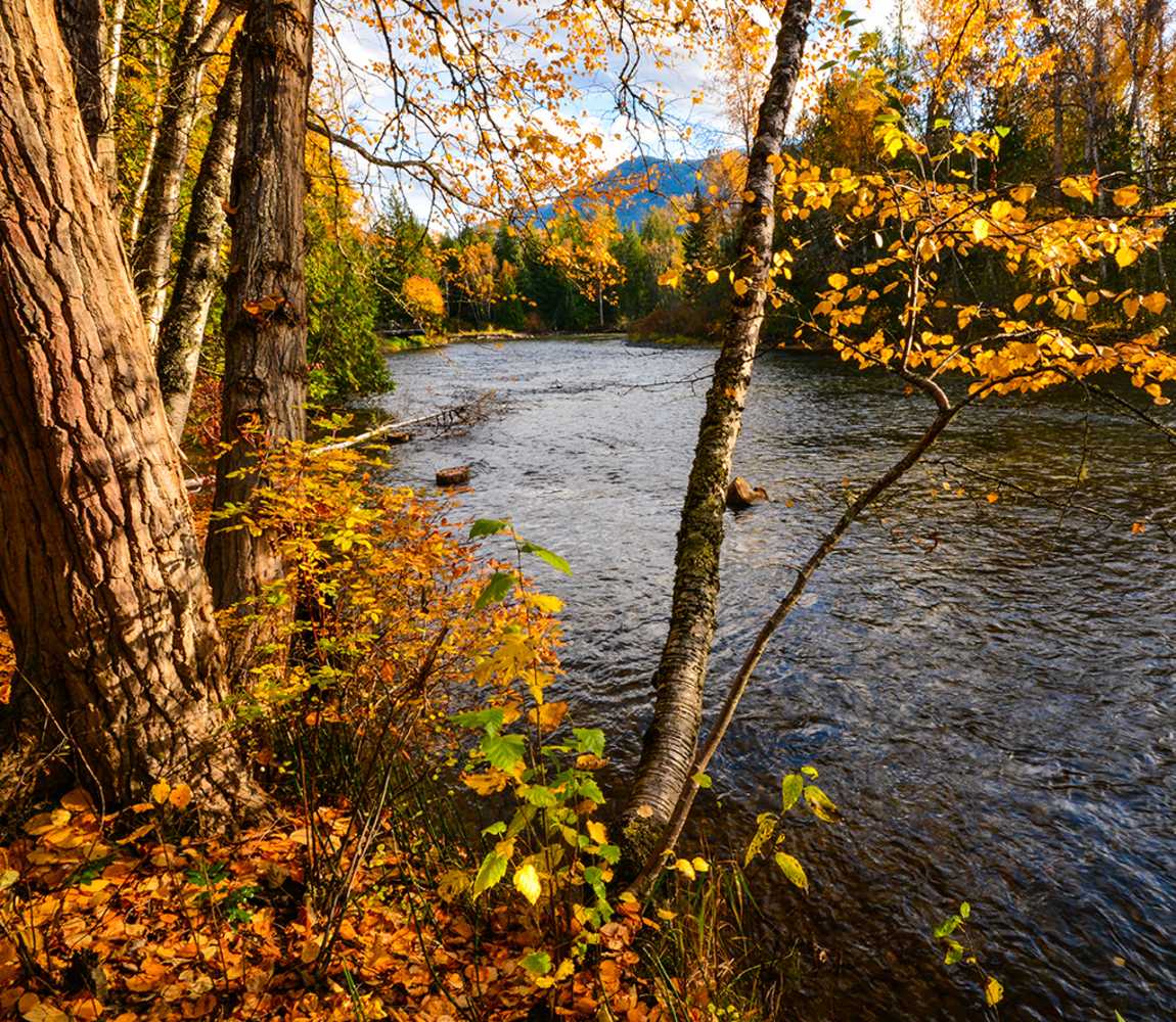 Watching the salmon run at Tsutswecw Provincial Park in the fall