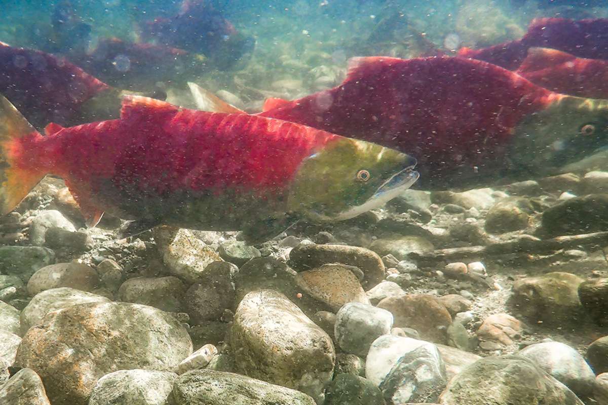 Watching the salmon run at Tsutswecw Provincial Park