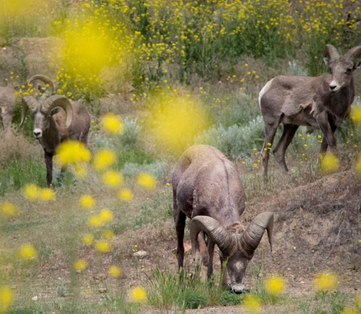 Big Horn Sheep grazing flowers