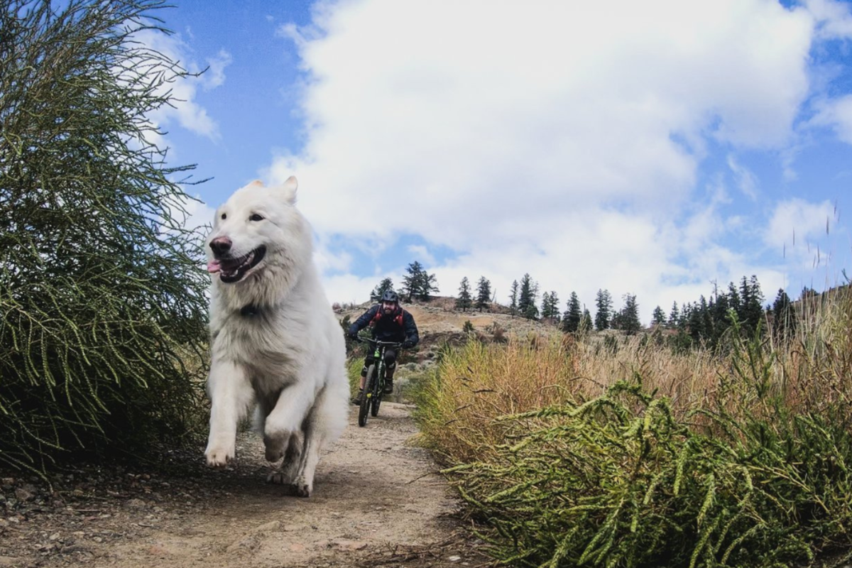 Dog running down a trail with a mountain biker following him in Kamloops, British Columbia.