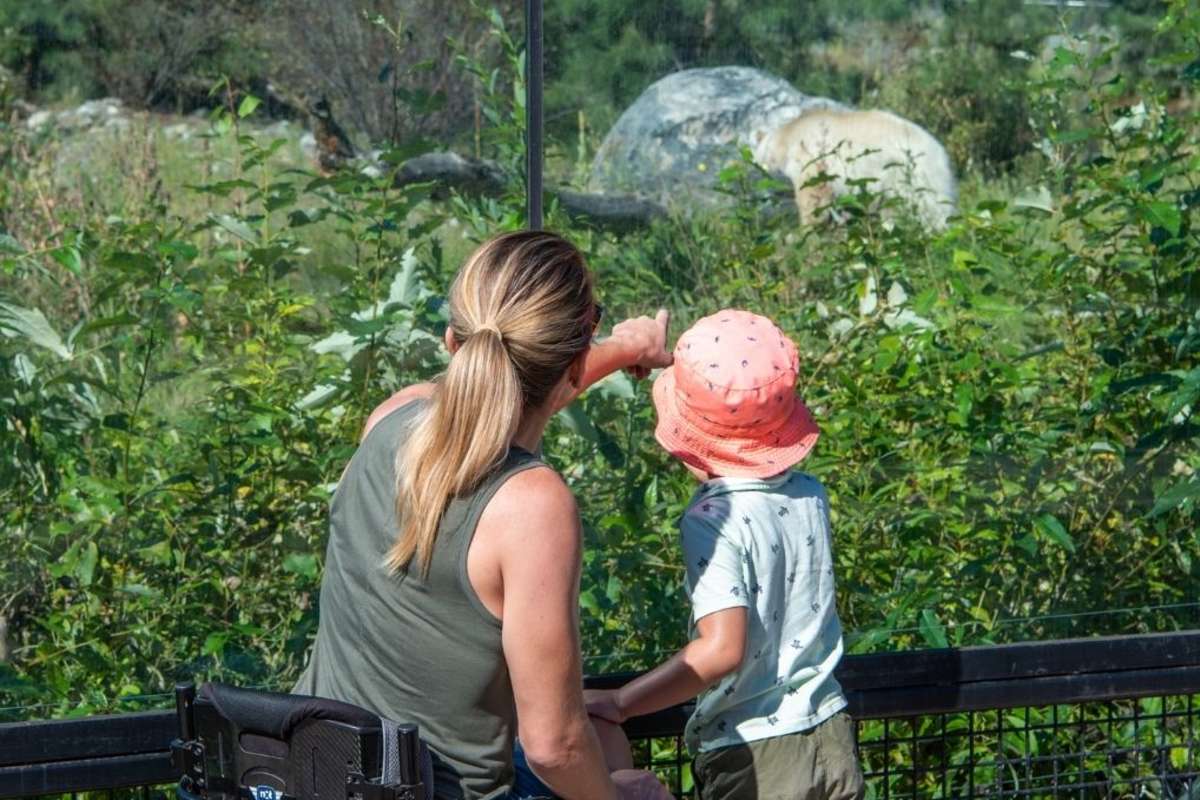 Viewing a Spirit Bear at the BC Wildlife Park