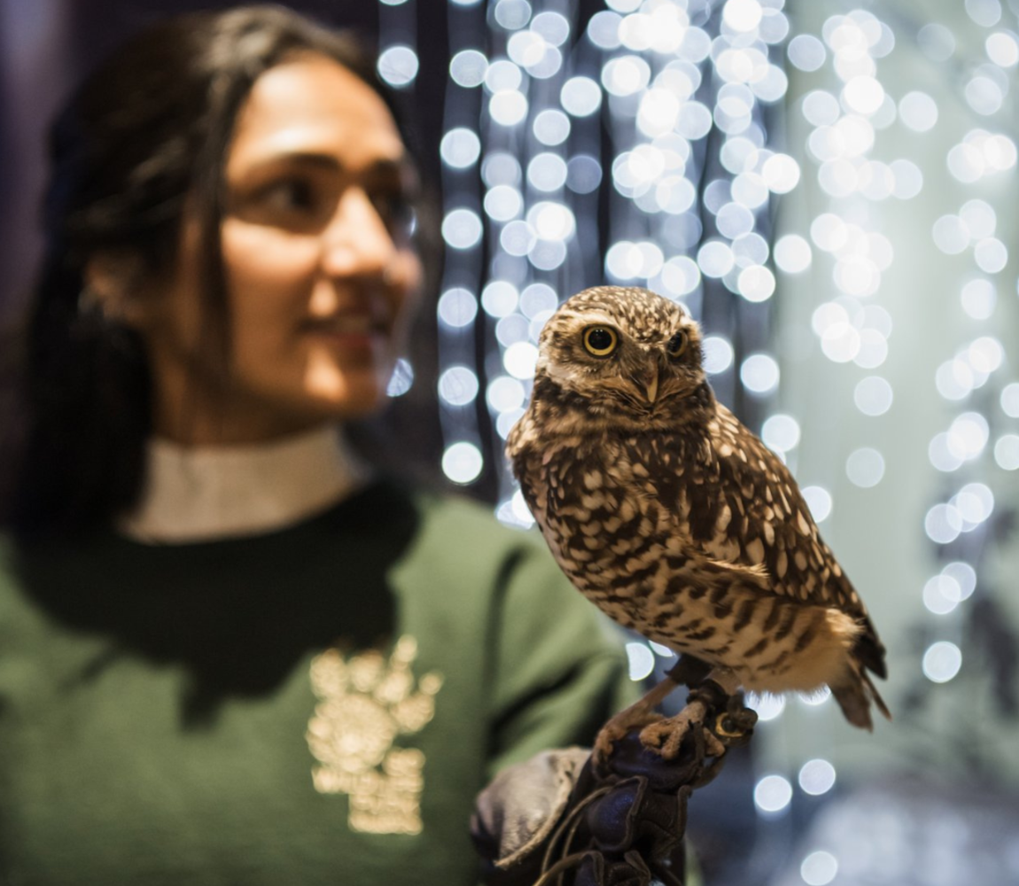 Staff holding a Burrowing Owl at the BC Wildlife Park in Kamloops, BC.