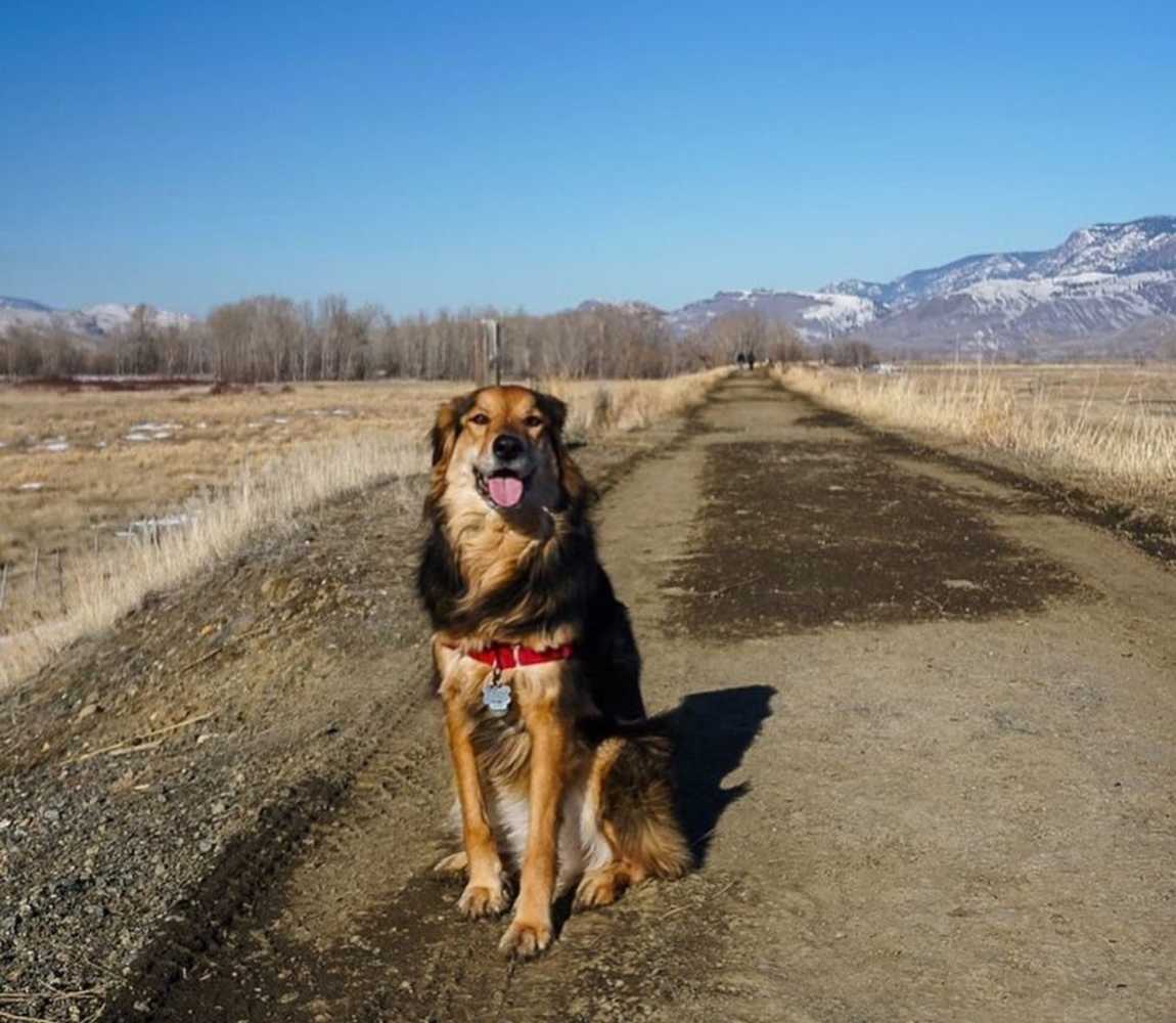 Dog enjoying the off leash dog area at Aviation Way in Kamloops, part of the Rivers Trail