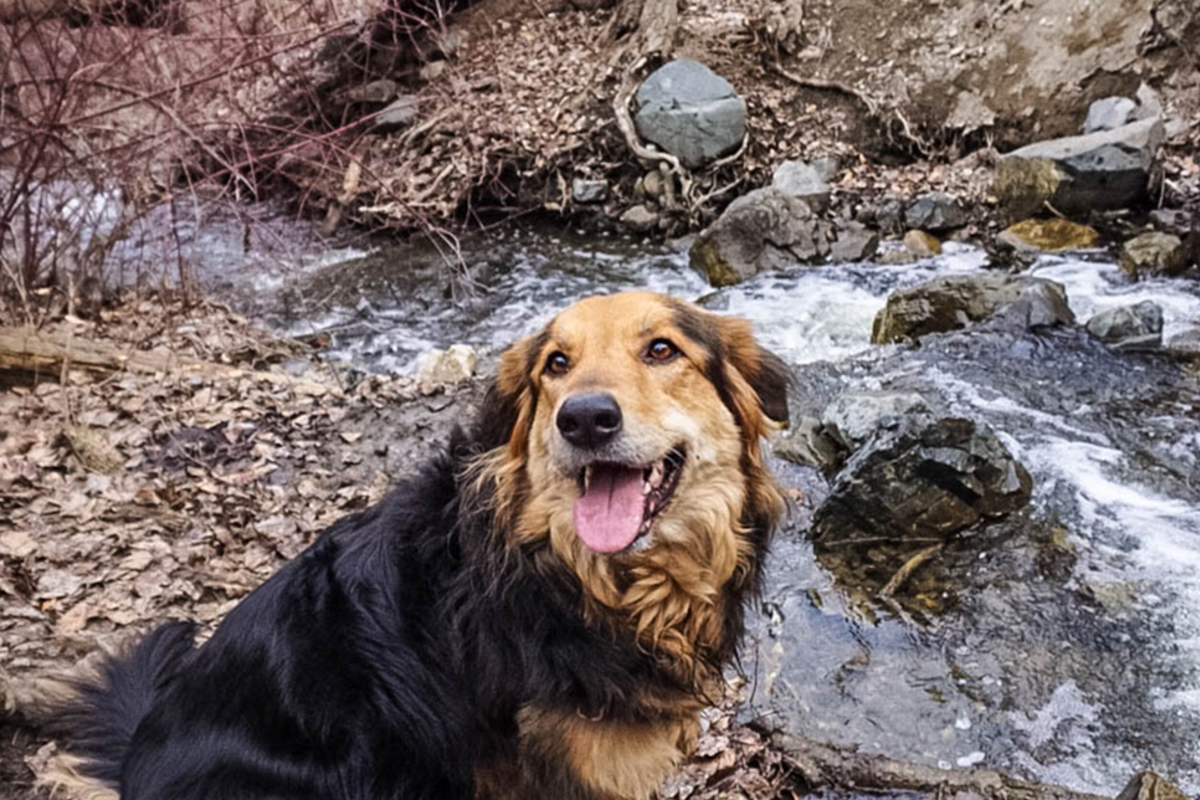 Dog-Friendly Hikes Blog