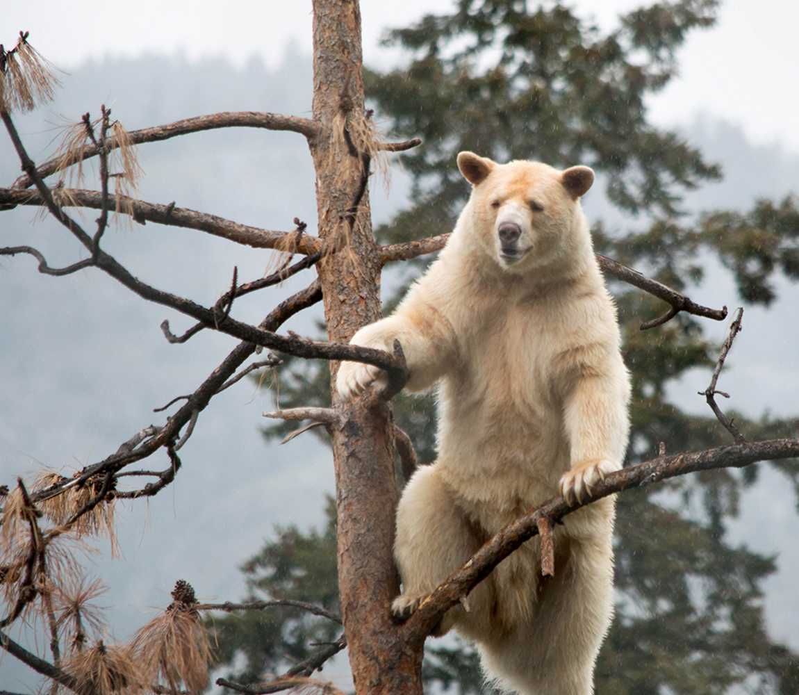 Clover the Spirit Bear climbing a tree at the BC Wildlife Park in Kamloops