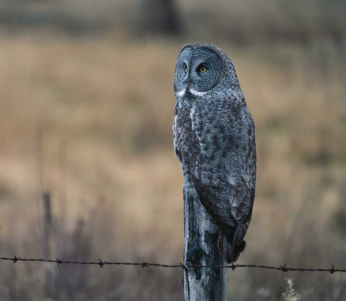 Great Grey Owl in Kamloops
