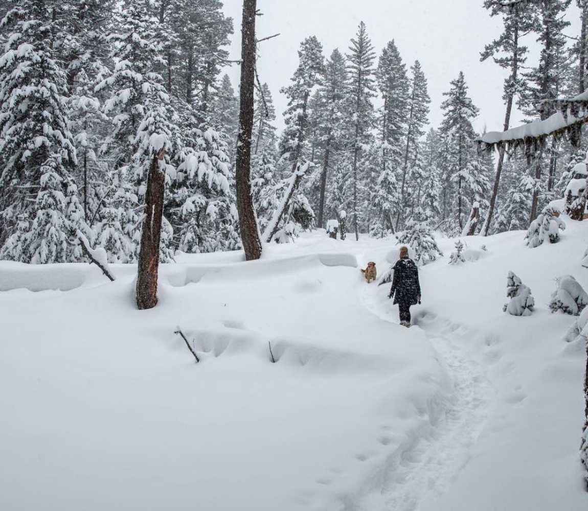 an individual and dog snowshoeing through powdered trails at harper mountain near kamloops, bc