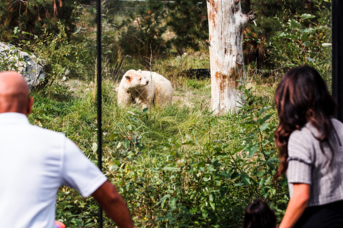 Family viewing the Kermode bear at the BC Wildlife Park in Kamloops, BC.