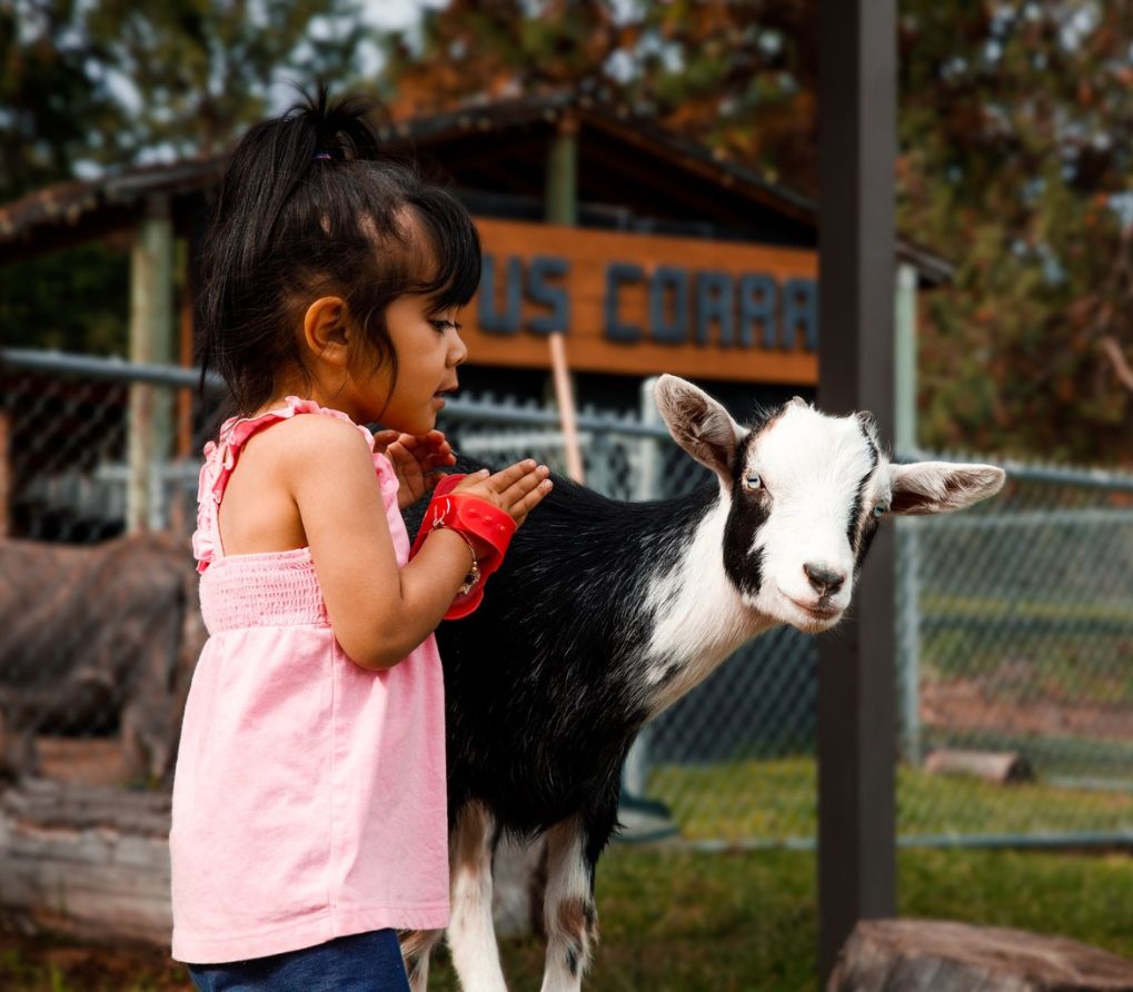 BC Wildlife Park Petting Zoo