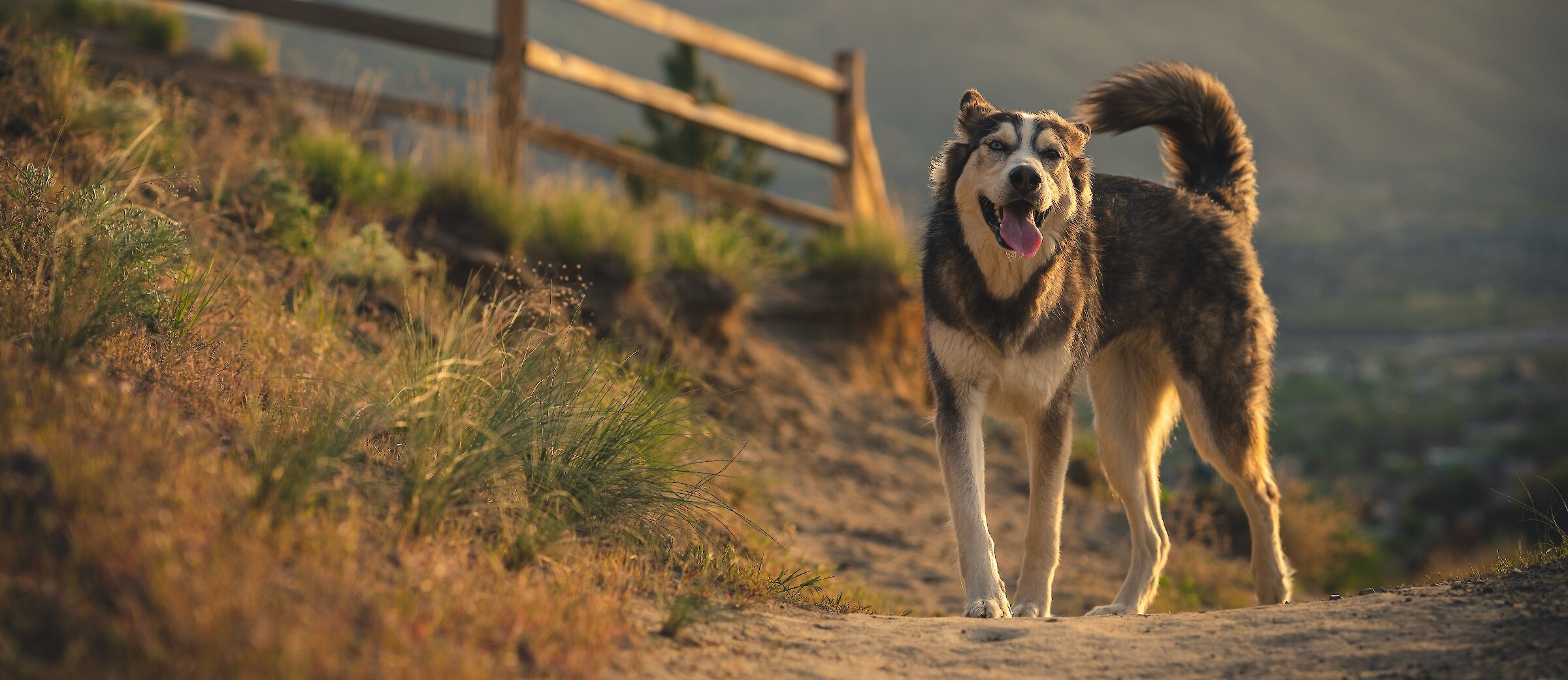 Dog walking along Peterson Creek trail in Kamloops, BC.