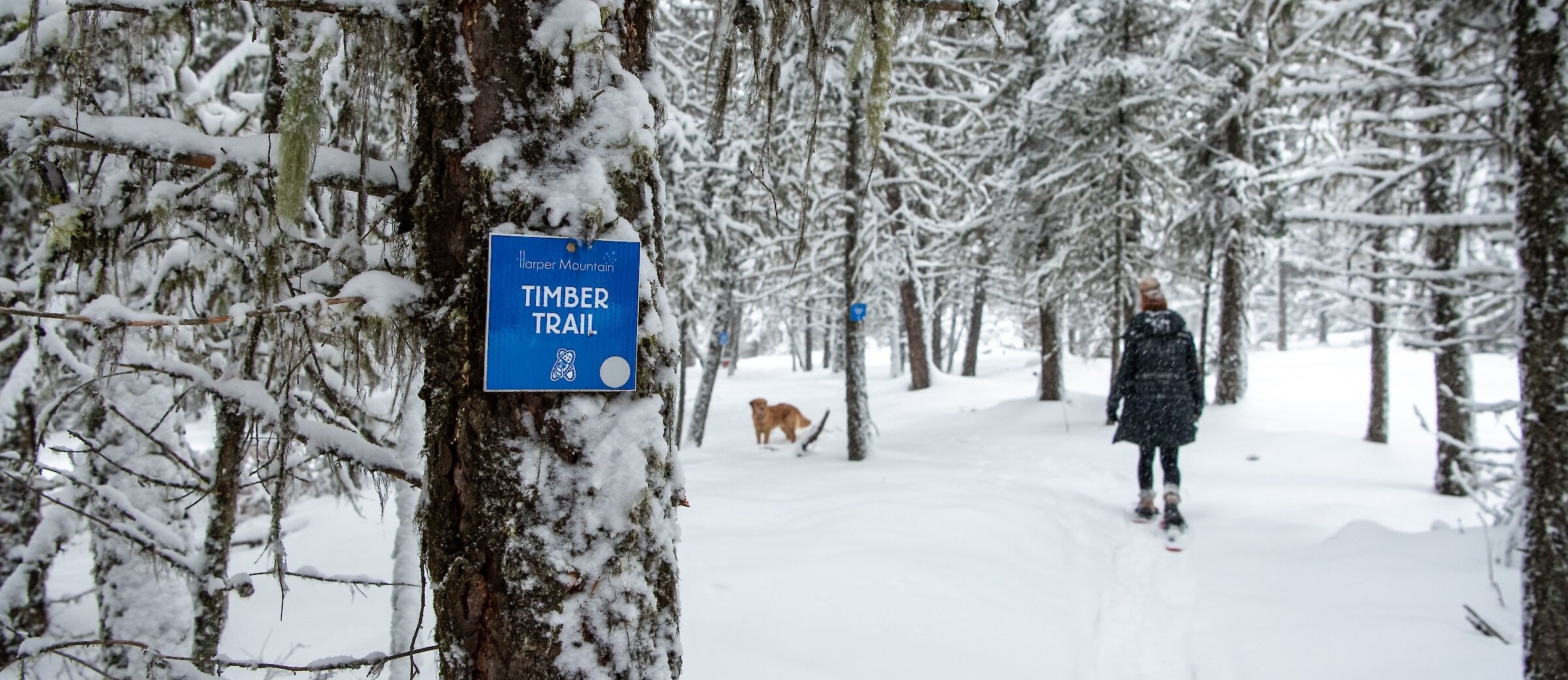 Woman with her dog snowshoeing in the snowy landscape at Harper Mountain near Kamloops, BC.