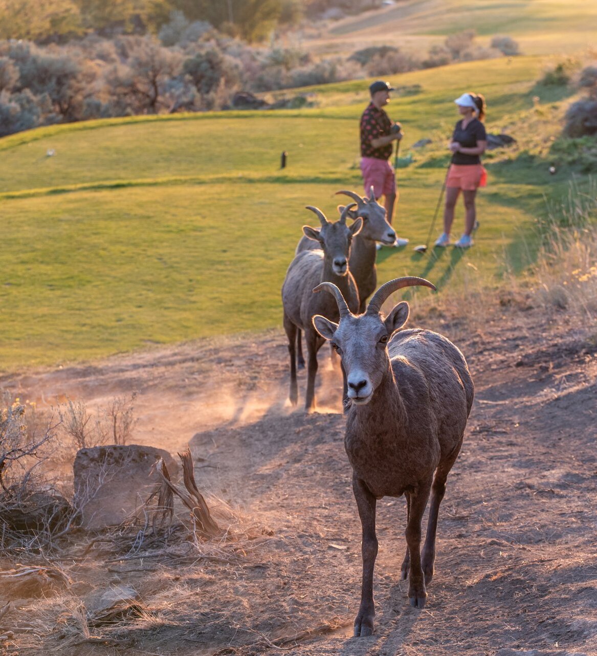 Two people pause on a golf green as three big horn sheep pass in between them and the camera.