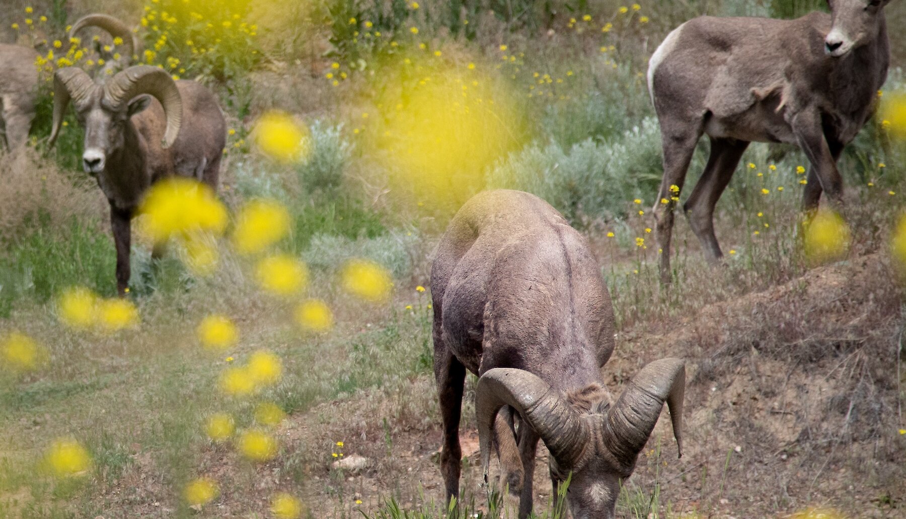 Big Horn Sheep Wildlife grazing on spring flowers in Kamloops, British Columbia.