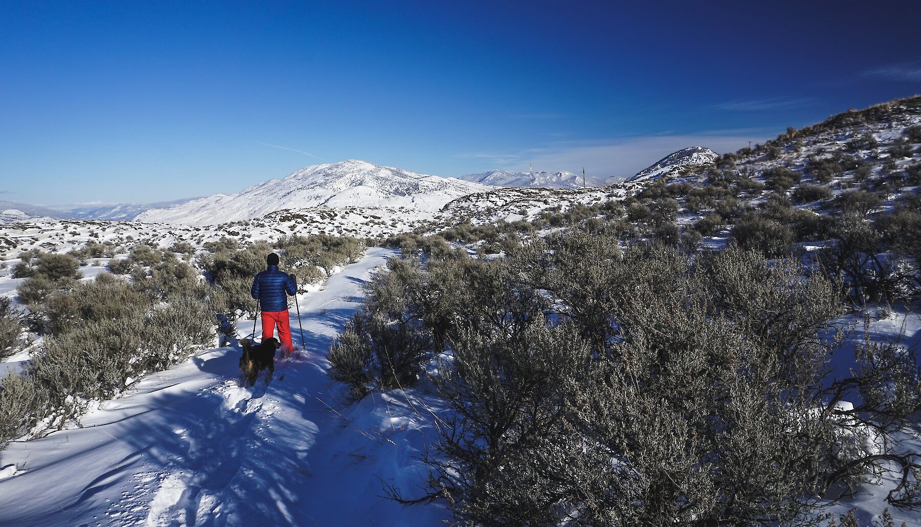 Man snowshoeing with his dog along Panorama Trail in Kenna Cartwright Park in Kamloops, BC.