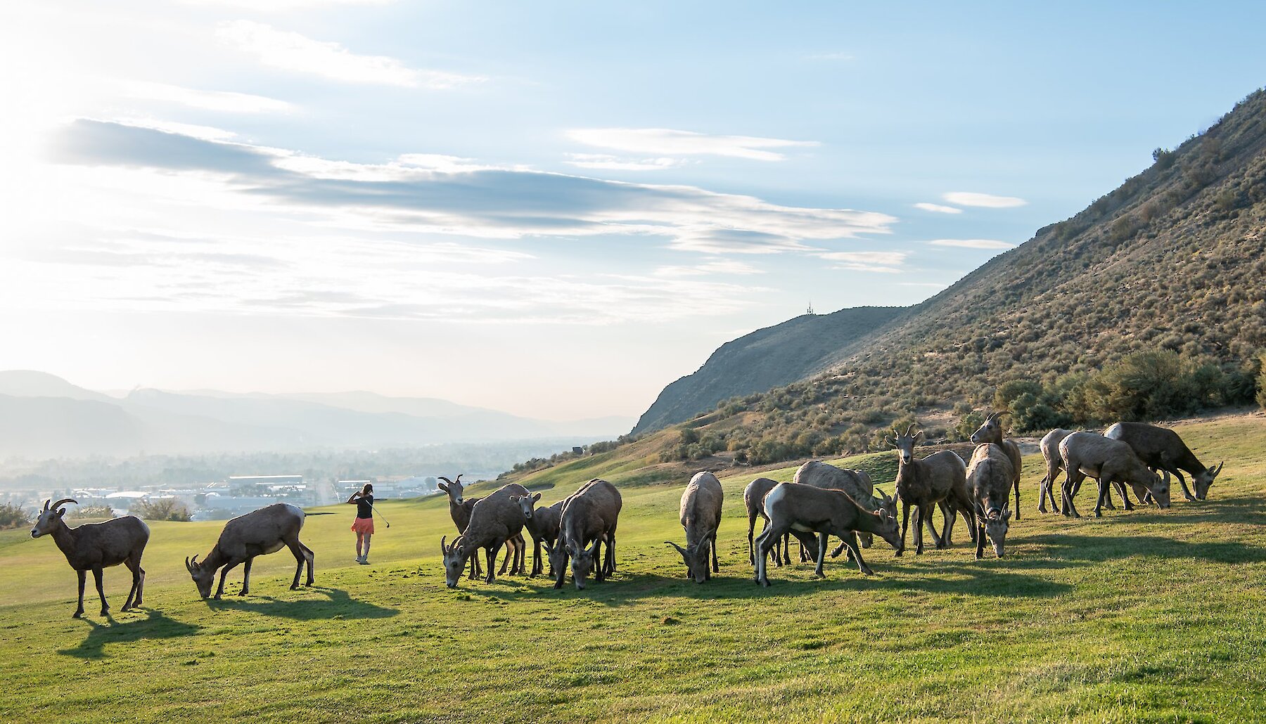 A golfer takes a shot at Big Horn Golf and Country Club in Kamloops BC. In the foreground, a herd of big horn sheep graze at the edge of the grass fairway.