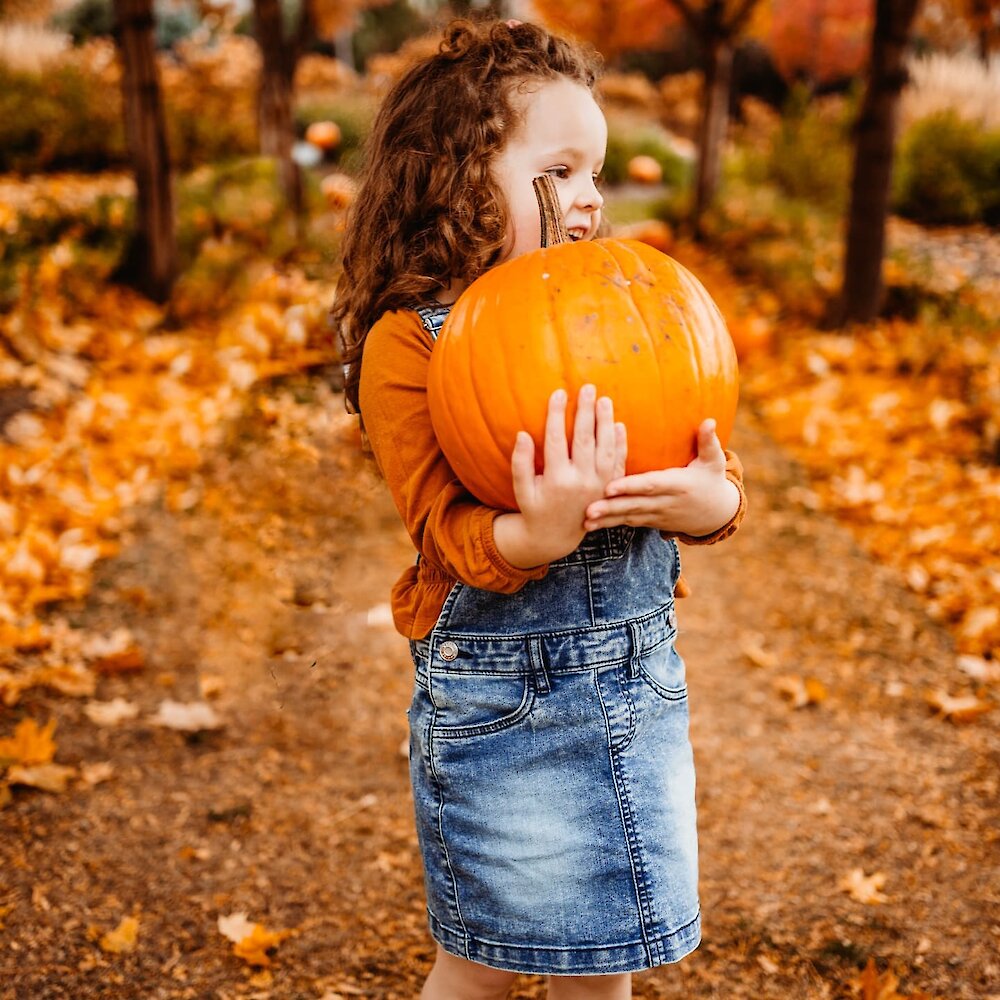 A young child carries a large pumpkin at a pumpkin patch in Kamloops