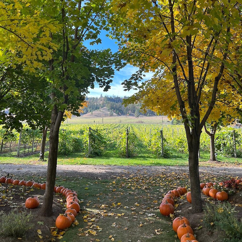 Pumpkins line a path between trees bright with fall foliage. A vineyard is seen in the distance, under a blue sky.