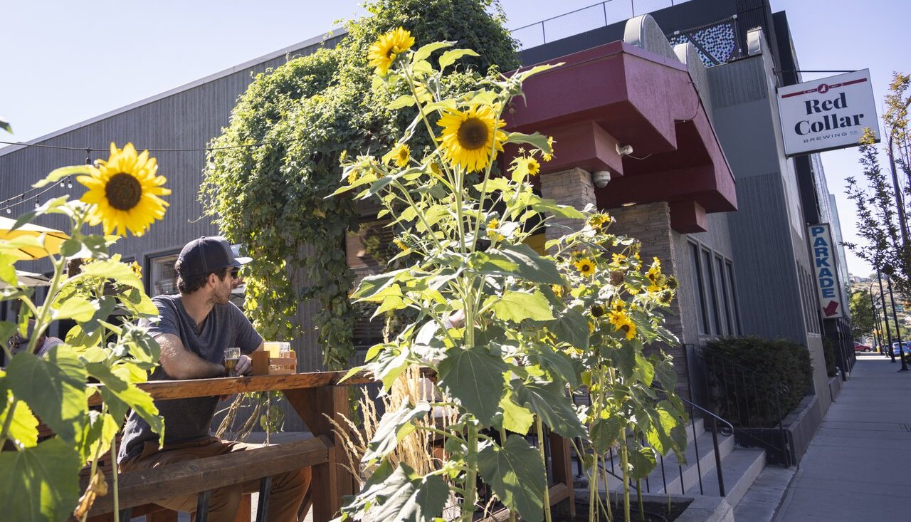 A man sits at a patio table with a beer at Red Collar, a craft brewery in Kamloops, British Columbia. Sunflowers line the patio.