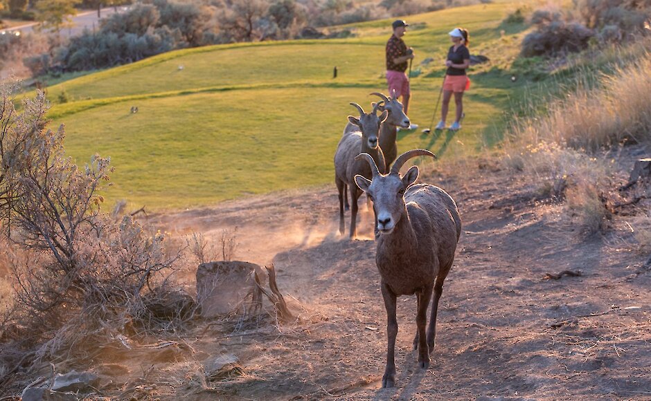 A group of bighorn sheep pass by a golf green while two golfers wait in the background.