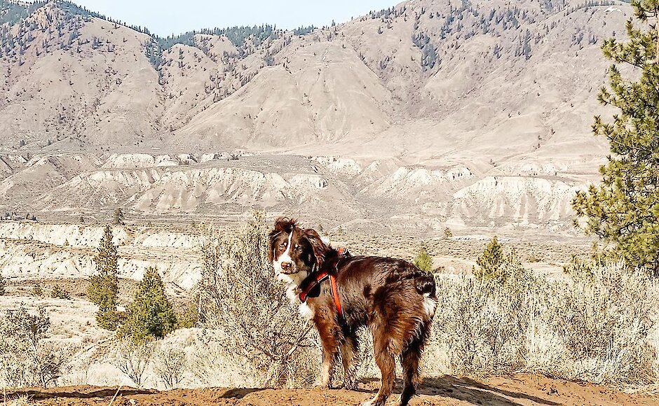 A red australian shepherd looks back at the camera while roaming the Kamloops grasslands.