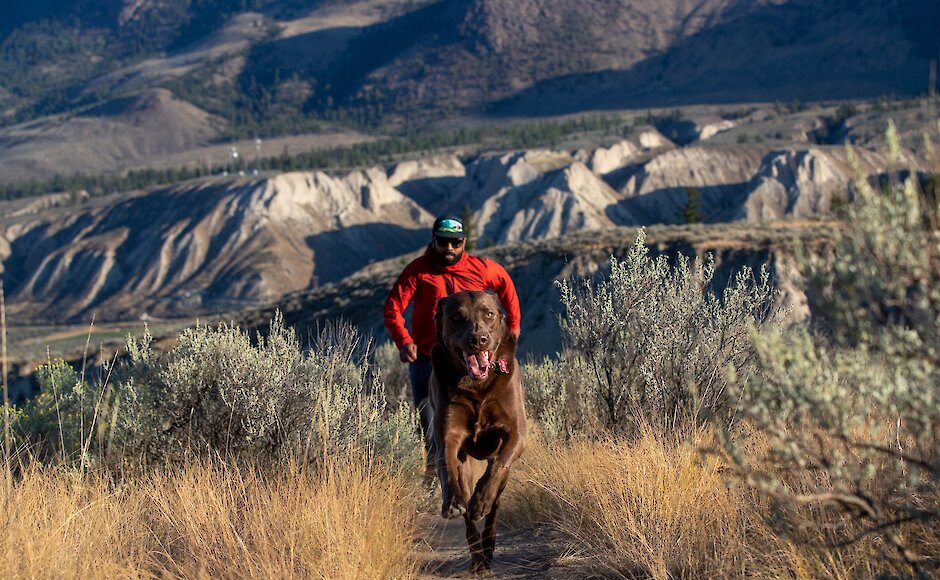 A brown Labrador Retriever dog roaming through the Kamloops grasslands with his owner running behind him and a view of the BC mountains.